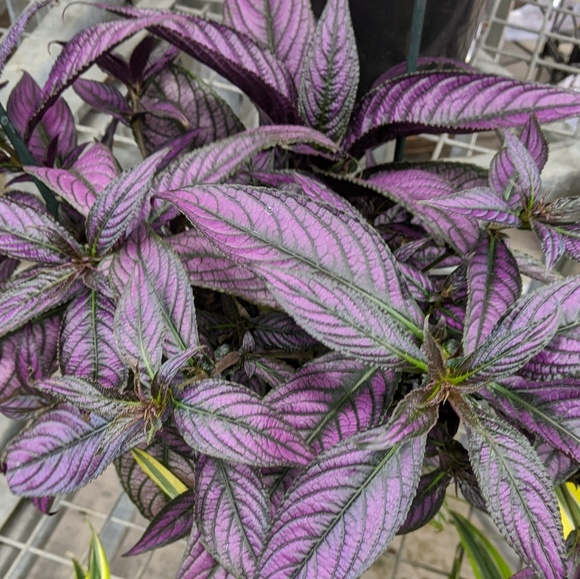 Meet your Posher, Pamela - Picture 1 of 1